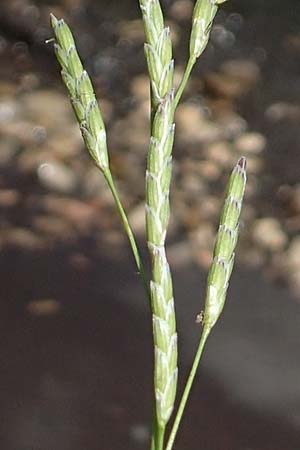 Glyceria declinata \ Blaugrner Schwaden / Small Sweet Grass, D Pfronten 28.6.2016