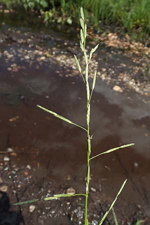 Glyceria declinata \ Blaugrner Schwaden / Small Sweet Grass, D Pfronten 28.6.2016