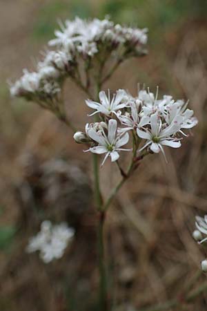 Gypsophila fastigiata / Gypsophila, D Thüringen, Bad Frankenhausen 8.6.2022