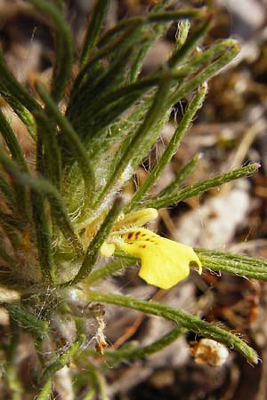 Ajuga chamaepitys \ Gelber Gnsel / Ground Pine, D Limburg 22.5.2015