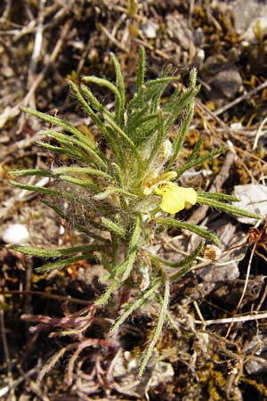 Ajuga chamaepitys \ Gelber Gnsel / Ground Pine, D Limburg 22.5.2015