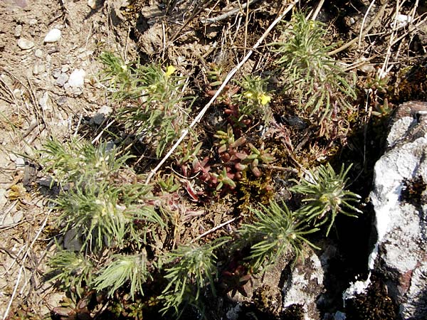 Ajuga chamaepitys \ Gelber Gnsel / Ground Pine, D Limburg 22.5.2015