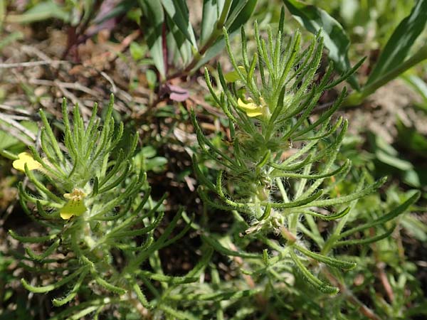 Ajuga chamaepitys \ Gelber Gnsel / Ground Pine, D Weinheim an der Bergstraße 3.6.2018