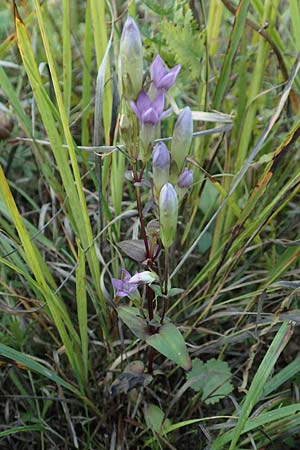 Gentianella germanica \ Deutscher Kranzenzian, Deutscher Enzian, D Grettstadt 5.9.2018