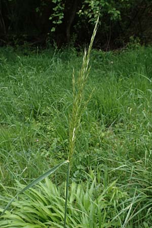 Arrhenatherum elatius, Bulbous Oat Grass, Tall Oat Grass