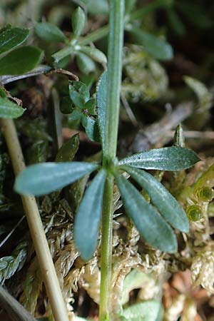 Galium saxatile \ Felsen-Labkraut, Harzer Labkraut / Heath Bedstraw, D Attendorn-Albringhausen 12.6.2020