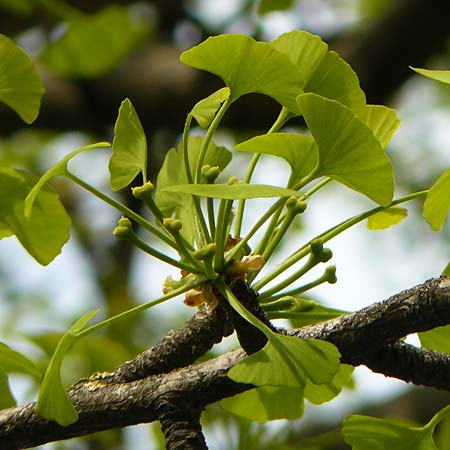 Ginkgo biloba / Ginkgo, D Mannheim-Neckarau 5.4.2017