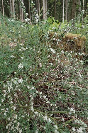 Cytisus scoparius \ Besen-Ginster, D Odenwald, Grasellenbach 14.7.2020