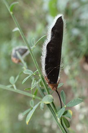 Cytisus scoparius \ Besen-Ginster, D Odenwald, Grasellenbach 14.7.2020