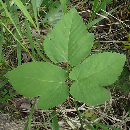 Aegopodium podagraria \ Giersch, Geifu / Ground Goutweed, Bishop's Elder, D Thüringen, Erfurt 13.6.2022