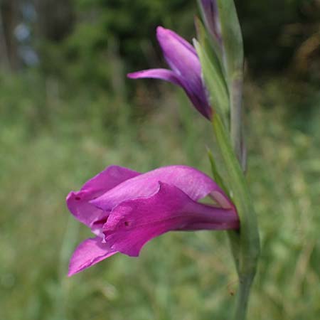 Gladiolus imbricatus \ Wiesen-Siegwurz, Dachziegelige Gladiole / Turkish Marsh Gladiolus, D Thüringen, Erfurt 19.6.2023