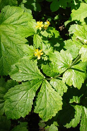 Geum japonicum \ Japanische Nelkenwurz, D Weinheim an der Bergstraße 5.6.2015