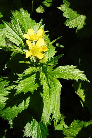 Geum japonicum \ Japanische Nelkenwurz / Japanese Avens, D Weinheim an der Bergstraße 5.6.2015