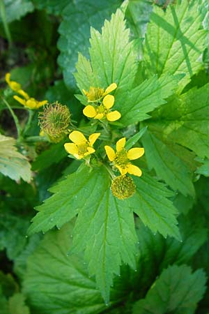 Geum japonicum, Japanese Avens