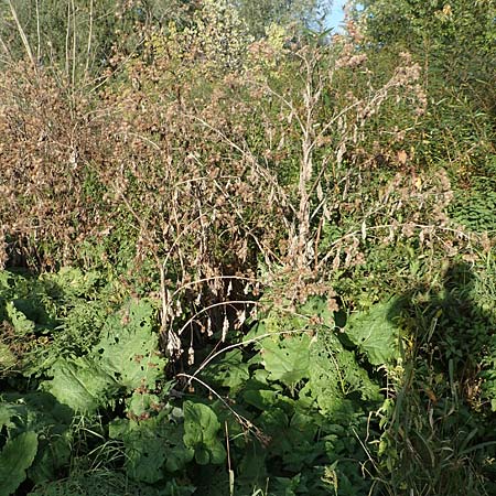 Arctium lappa \ Groe Klette / Greater Burdock, D Mannheim 1.10.2017