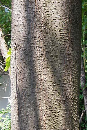 Gleditsia triacanthos \ Amerikanische Gleditschie, Lederhlsenbaum / Honey Locust, D Mannheim 7.6.2015