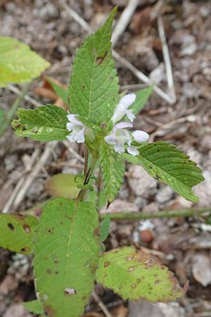 Galeopsis ladanum \ Breitblttriger Hohlzahn / Broad-Leaved Hemp-Nettle, Red Hemp-Nettle, D Schwarzwald/Black-Forest, Bad Rippoldsau 3.8.2016