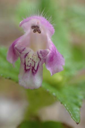 Galeopsis ladanum \ Breitblttriger Hohlzahn / Broad-Leaved Hemp-Nettle, Red Hemp-Nettle, D Schwarzwald/Black-Forest, Bad Rippoldsau 3.8.2016