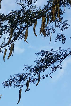 Gleditsia triacanthos \ Amerikanische Gleditschie, Lederhlsenbaum / Honey Locust, D Mannheim 17.9.2017