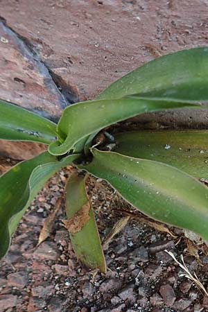 Chlorophytum comosum \ Grnlilie / Spider Plant, St Bernard's Lily, D Mannheim 16.9.2018