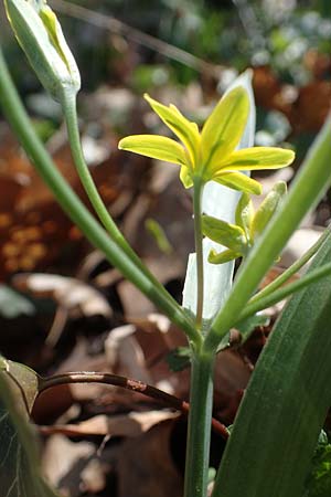 Gagea lutea \ Wald-Gelbstern, D Bensheim 29.3.2021