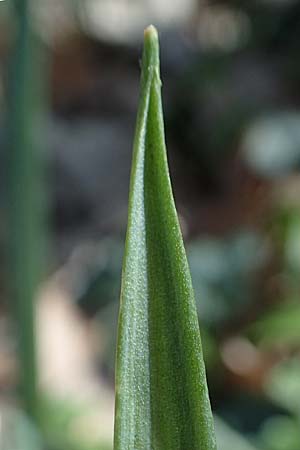 Gagea lutea \ Wald-Gelbstern, D Bensheim 29.3.2021