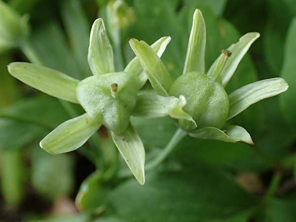 Gagea lutea \ Wald-Gelbstern, D Bensheim 8.5.2021