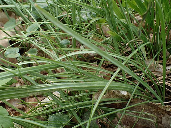 Gagea lutea \ Wald-Gelbstern, D Bensheim 29.3.2022