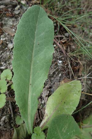 Lactuca virosa \ Gift-Lattich / Great Lettuce, D Thüringen, Bad Frankenhausen 8.6.2022