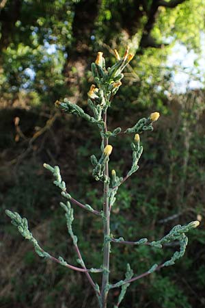 Lactuca virosa \ Gift-Lattich, D Hatzenport 19.6.2022