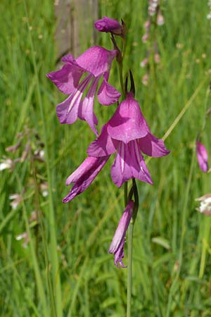 Gladiolus palustris \ Sumpf-Gladiole / Marsh Gladiolus, D Plattling 30.6.2020 (Photo: Eva Knon)