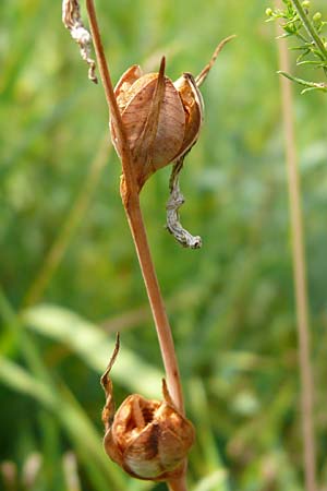 Gladiolus palustris \ Sumpf-Gladiole / Marsh Gladiolus, D Plattling 11.8.2020 (Photo: Eva Knon)