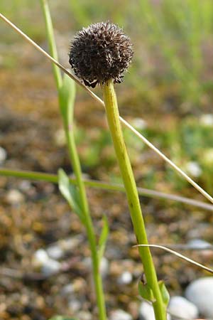 Globularia bisnagarica \ Gewhnliche Kugelblume / Common Globularia, D Plattling 30.6.2020 (Photo: Eva Knon)