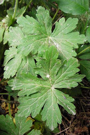 Geranium macrorrhizum \ Felsen-Storchschnabel / Rock Crane's-Bill, D Altlussheim 26.5.2015