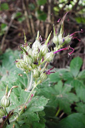 Geranium macrorrhizum \ Felsen-Storchschnabel / Rock Crane's-Bill, D Altlussheim 26.5.2015