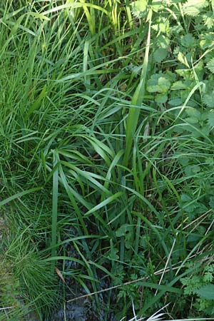 Glyceria maxima \ Wasser-Schwaden / Reed Manna Grass, Reed Sweet Grass, D Sinsheim 6.5.2016