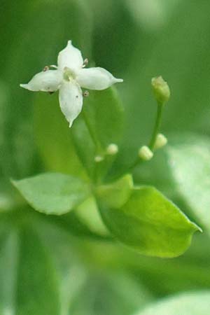 Galium mollugo \ Wiesen-Labkraut, D Biblis 15.7.2017