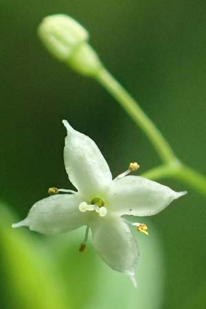 Galium mollugo \ Wiesen-Labkraut, D Biblis 15.7.2017