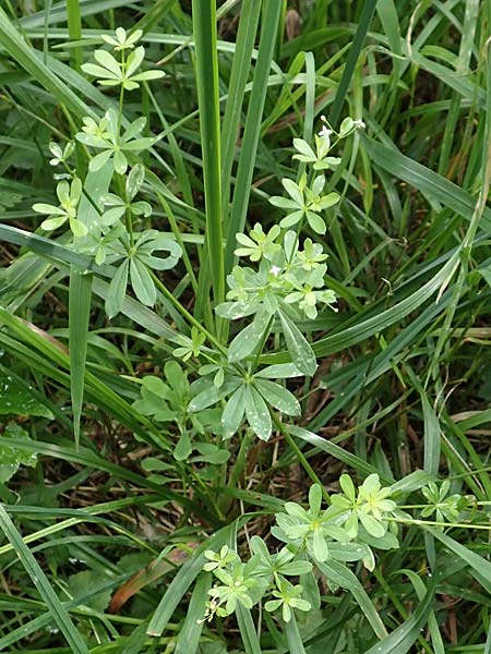 Galium mollugo \ Wiesen-Labkraut / Upright Hedge Bedstraw, D Biblis 15.7.2017