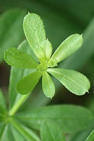 Galium mollugo \ Wiesen-Labkraut, D Biblis 15.7.2017