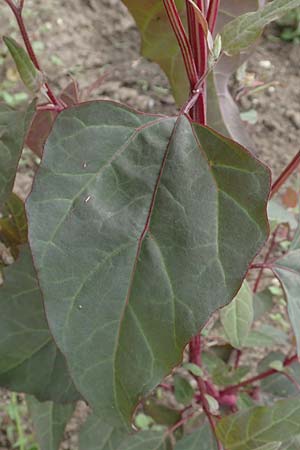 Atriplex hortensis \ Garten-Melde, D Botan. Gar. Krefeld 13.6.2019