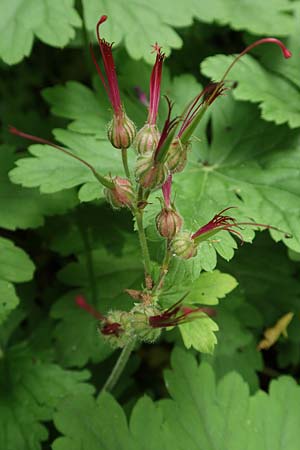 Geranium macrorrhizum \ Felsen-Storchschnabel, D Spessart, Mernes 20.6.2020