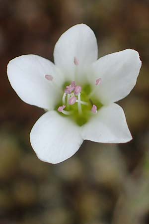 Sabulina caespitosa \ Galmei-Frhlings-Miere, Harzer Frhlings-Miere / Calaminarian Spring Sandwort, D Thüringen, Bottendorf 6.6.2022