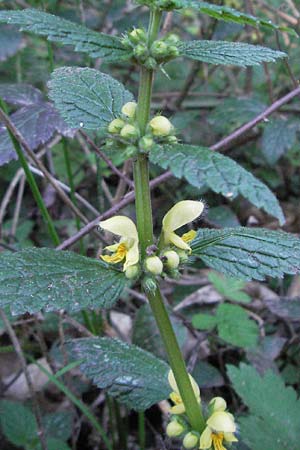 Lamium galeobdolon \ Echte Goldnessel / Yellow Archangel, D Edenkoben 15.4.2007