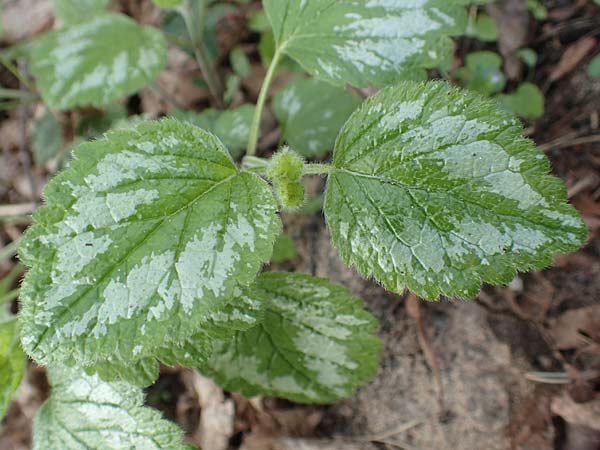 Lamium argentatum \ Silber-Goldnessel, D Mannheim 6.4.2016