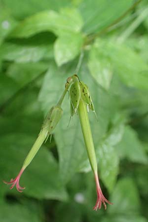 Geranium nodosum \ Knotiger Storchschnabel / Knotted Crane's-Bill, D Weinheim an der Bergstraße 20.6.2016