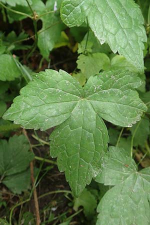 Geranium nodosum \ Knotiger Storchschnabel, D Weinheim an der Bergstraße 20.6.2016