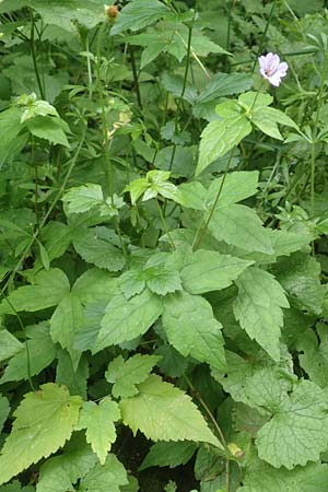 Geranium nodosum \ Knotiger Storchschnabel, D Weinheim an der Bergstraße 20.6.2016