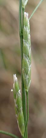 Glyceria notata \ Falt-Schwaden / Marked Glyceria, Plicate Sweet-Grass, D Ochsenbach 31.10.2018