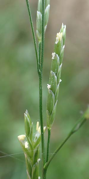 Glyceria notata \ Falt-Schwaden / Marked Glyceria, Plicate Sweet-Grass, D Ochsenbach 31.10.2018